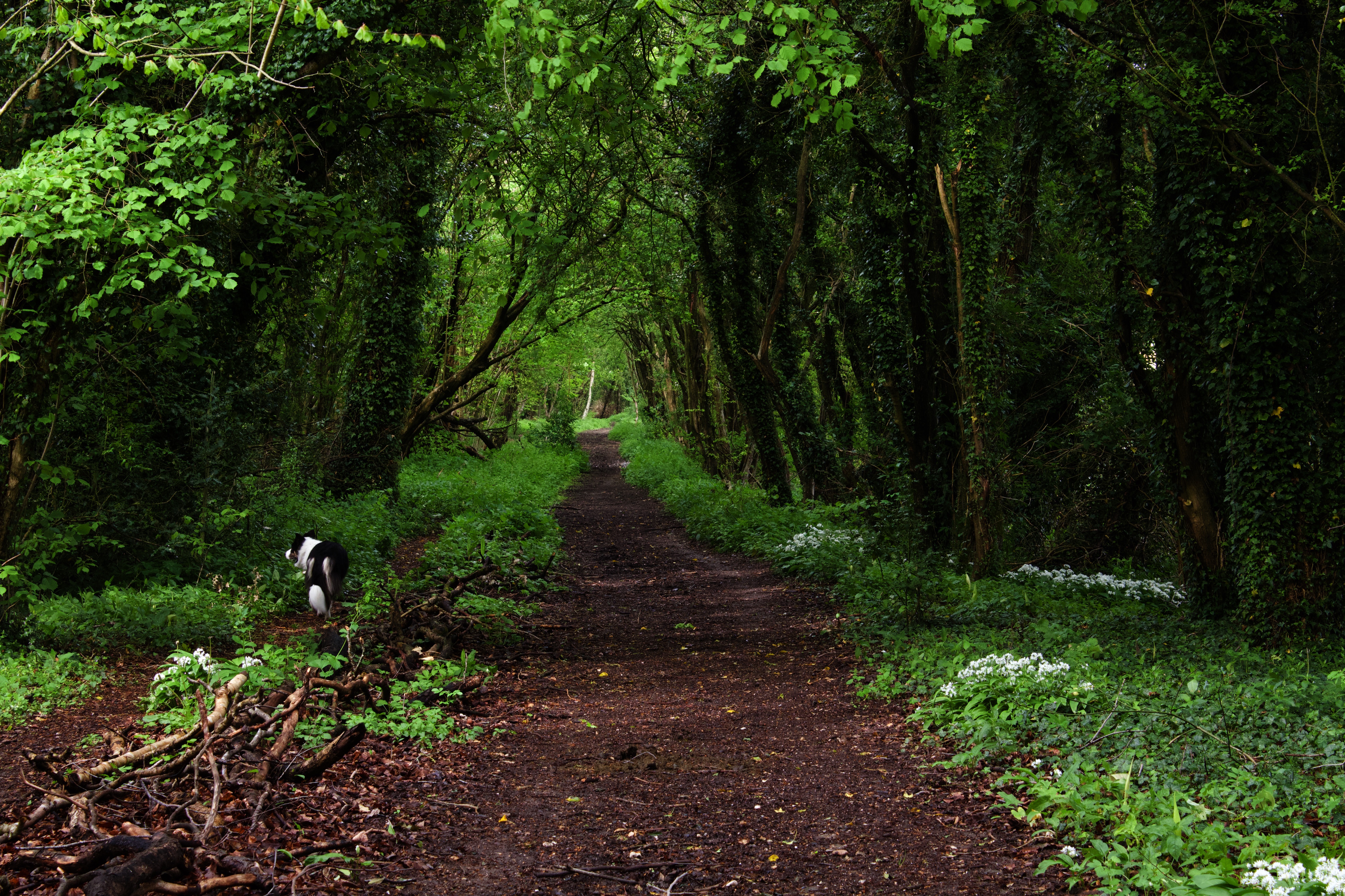 Woodland walk